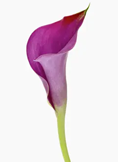 Arum: Lily