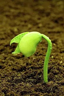 Sprouting: Lima Bean