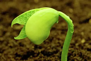 Sprouting: Lima Bean