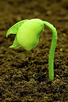 Sprouting: Lima Bean