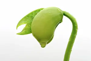 Sprouting: Lima Bean