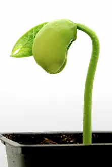 Sprouting: Lima Bean