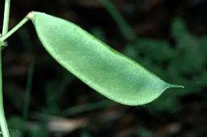 Bean: Lima Bean Seed Pod