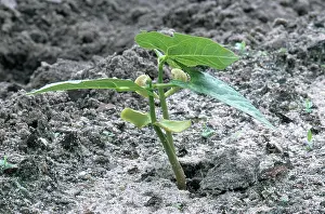Seedlings: Lima Bean Seedling