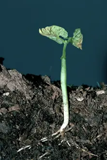 Roots: Lima Bean Seedling