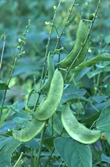 Beans: Lima Beans