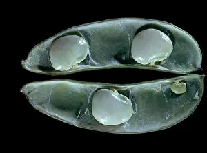 Beans: Lima Beans in Pod