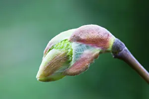 Limes: Lime - Basswood bud