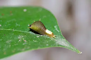 Larvae: Lime Butterflly Caterpillar on leaf - Klungkung