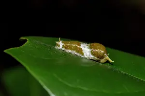 Larvae: Lime Butterflly Caterpillar on leaf -Tangkoko National