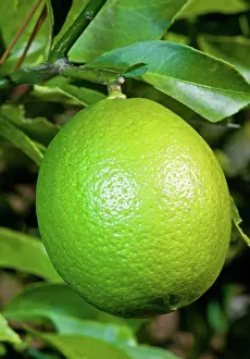 Acidic: Lime