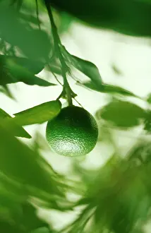 Smell: Lime