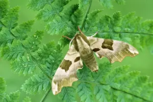 Tiliae: Lime Hawk-moth