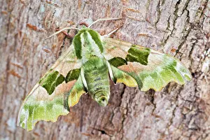 Tiliae: Lime Hawk Moth