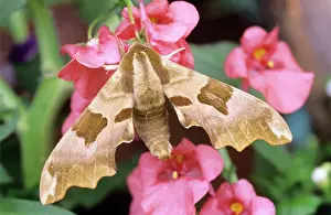 Tiliae: Lime Hawk-Moth - on flower
