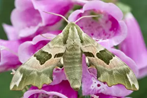 Foxglove: Lime Hawk-moth on Foxglove - Norfolk UK
