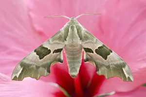 130619: Lime Hawk-moth on Hibiscus - Norfolk UK