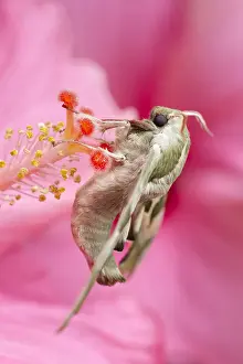 130619: Lime Hawk-moth on Hibiscus - Norfolk UK