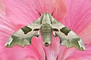 130619: Lime Hawk-moth on Hibiscus - Norfolk UK