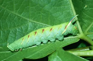 Tiliae: Lime Hawk Moth - Larva