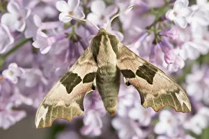 960521: Lime Hawk-moth on lilac blossom