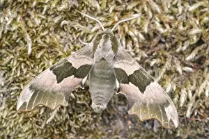 130619: Lime Hawk-moth resting on Moss