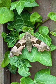 Hawkmoth: Lime Hawkmoth - on ivy leaves
