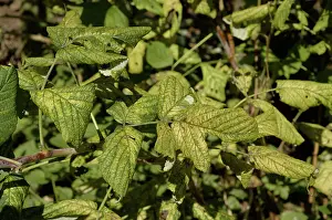 Chlorosis: Lime-induced chlorosis of raspberry