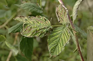 Iron: Lime-induced chlorosis of raspberry