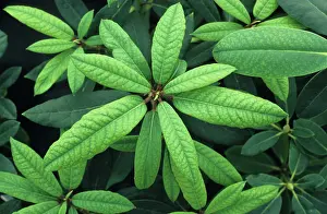 Chlorosis: Lime Induced Iron Deficiency