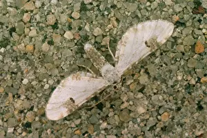 D. W. Greenslade: Lime-speck pug MOTH