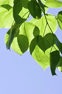 Tilia: Lime tree