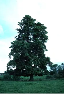 Ardea London: LIME TREE