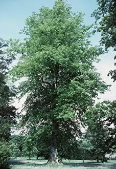 Lime: LIME TREE