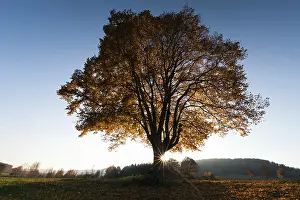 Tilia: Lime Tree - in autumn colour and setting sun