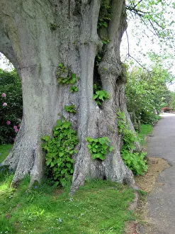 Limes: Lime Tree base - Next to footpath