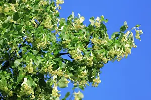 Limes: Lime Tree Blossom - in June