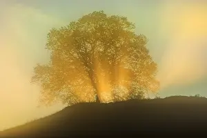 Schwaebische: Lime tree - first sunrays breaking through clouds