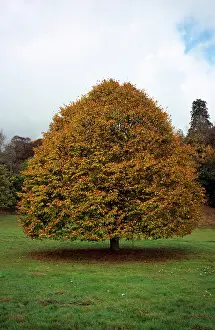 Tilia: Lime tree, Large-leaved lime