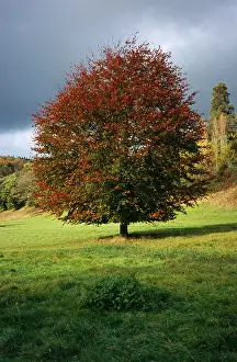 Tilia: Lime tree, Large-leaved lime