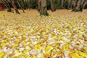 Tilia: Lime tree leaves on the ground, Valromey, Ain, France