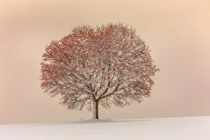 190422: lime tree - little snow-covered lime tree in winter in early