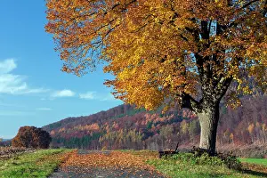 Tilia: Lime Tree - solitary tree standing on field in