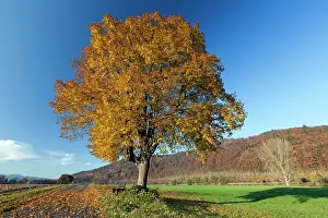 Tilia: Lime Tree - solitary tree standing on field in