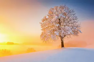 Hirzel: Lime tree in winter, Switzerland, Europe