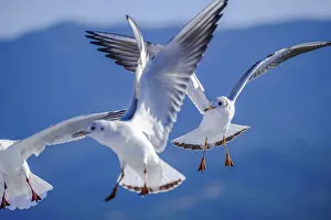 Ship: Limenas, Thassos, Greece - Seagulls accompany the Thassos