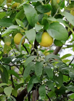 Floridana: Limequat
