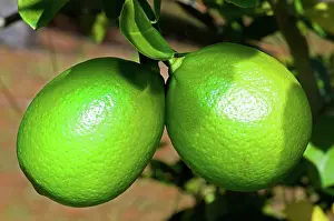 Acidic: Limes