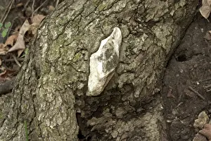 Limestones: Limestone Embedded in a Tree Trunk