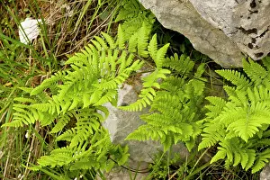 Crevice: Limestone fern in crevice in limestone